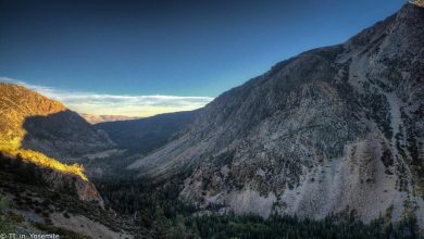 Advanced Behavior Training for Dogs That Chase Cars