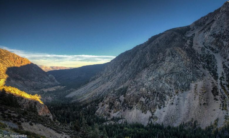 Advanced Behavior Training for Dogs That Chase Cars