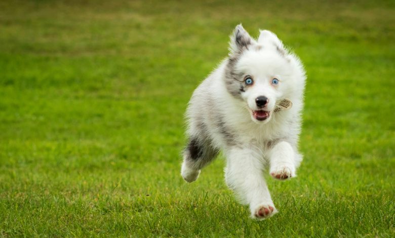 The First Three Commands Every Dog Should Learn