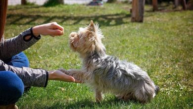 How to train a dog to behave calmly using rewards