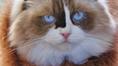The Cognitive Reasons Behind Your Cat’s Curious Behavior