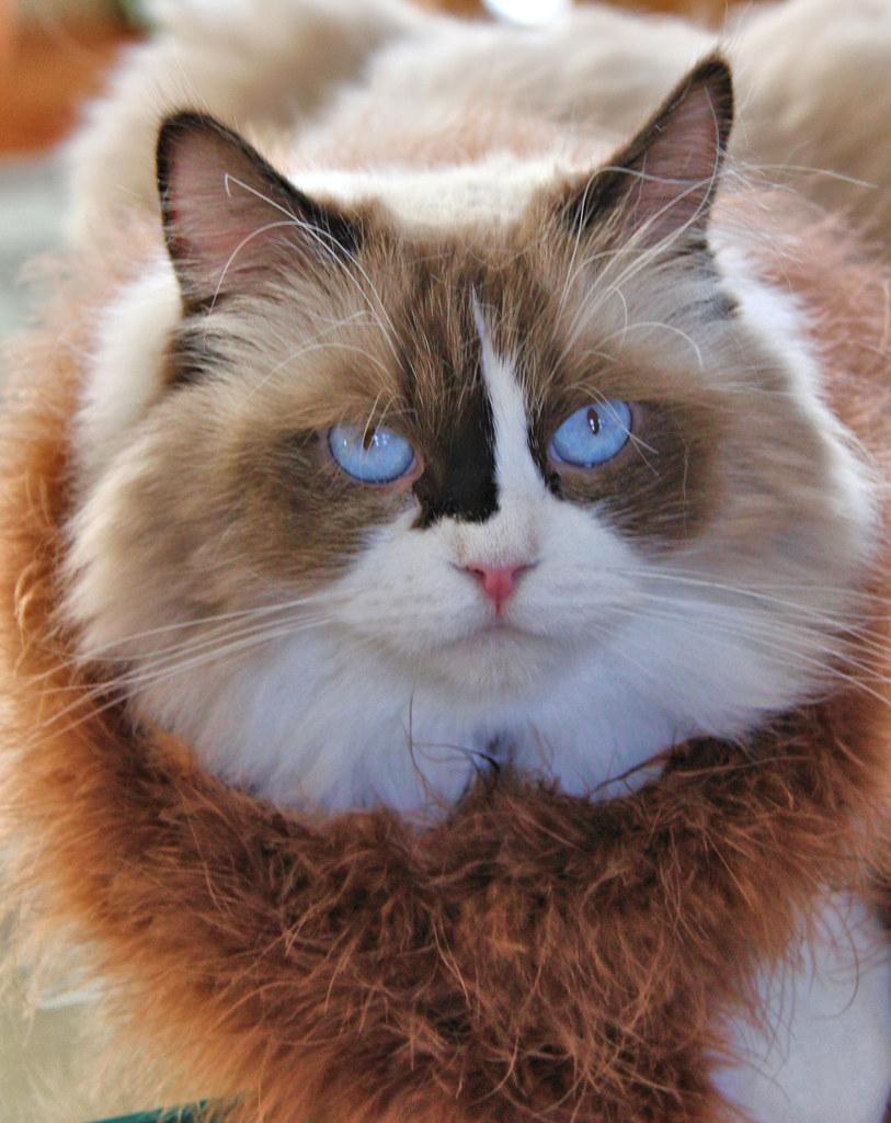 The Cognitive Reasons Behind Your Cat’s Curious Behavior