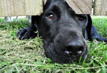 Socialization Techniques for Dogs With Separation Anxiety