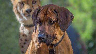 Best Methods for Socializing Your Dog in Busy Public Spaces