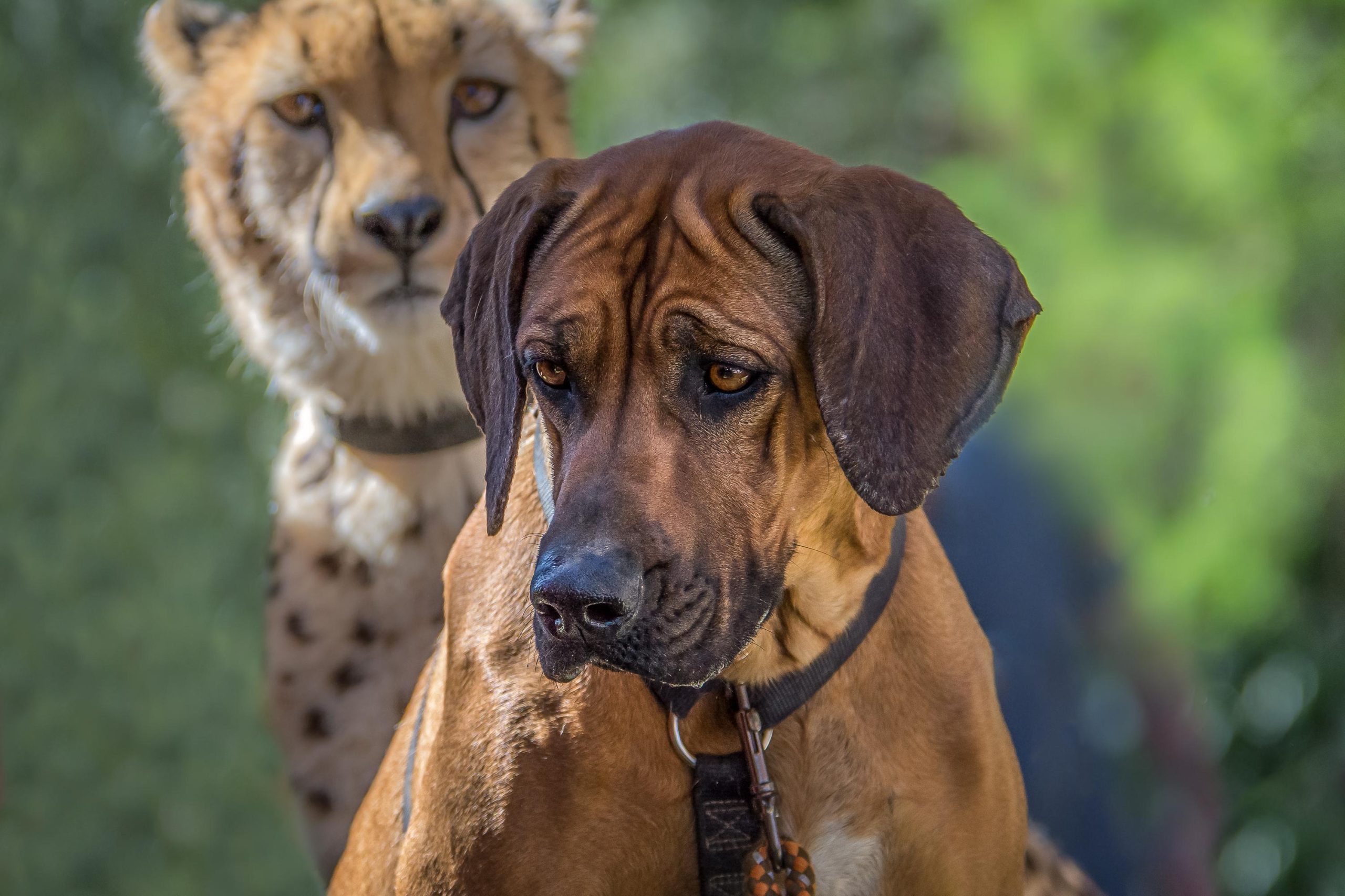 Best Methods for Socializing Your Dog in Busy Public Spaces