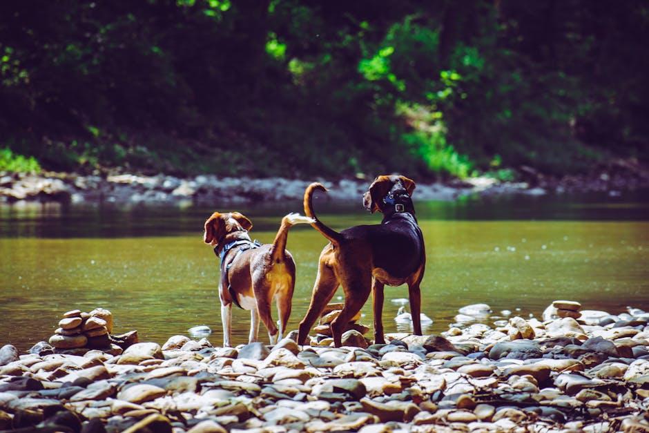 Understanding the Root Causes of Barking