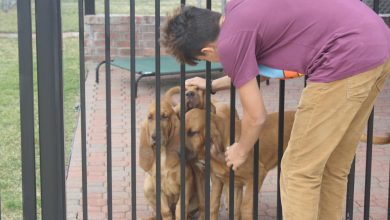 How to Teach Your Dog to Respect Boundaries Indoors and Outdoors