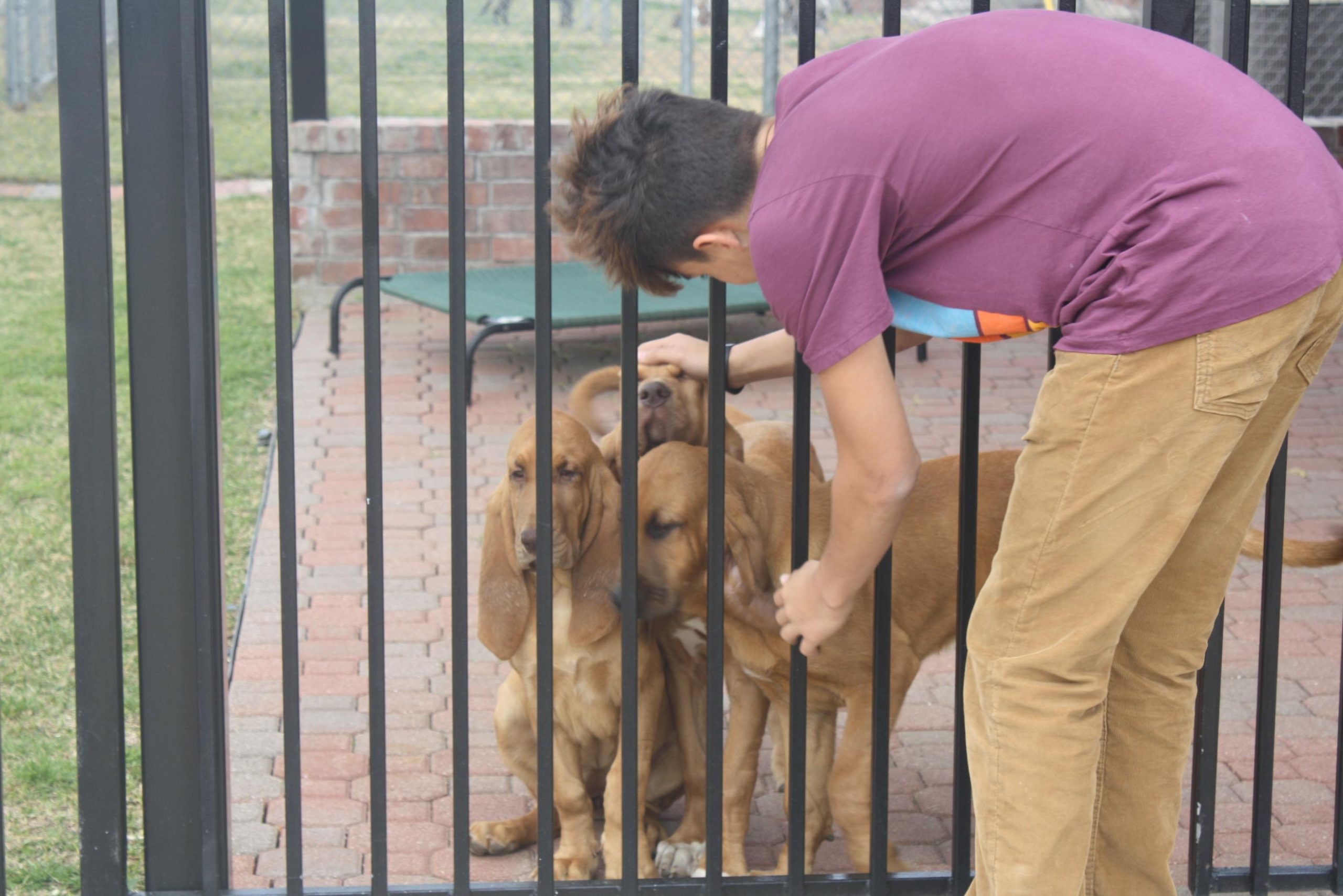 How to Teach Your Dog to Respect Boundaries Indoors and Outdoors