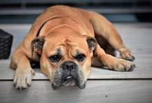 The connection between boredom and destructive behavior in dogs