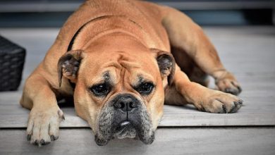 The connection between boredom and destructive behavior in dogs