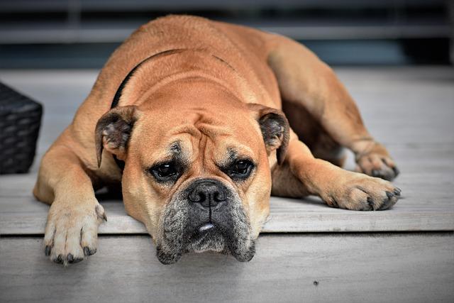 The connection between boredom and destructive behavior in dogs