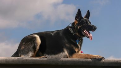The Right Way to Teach Your Pet Basic Commands