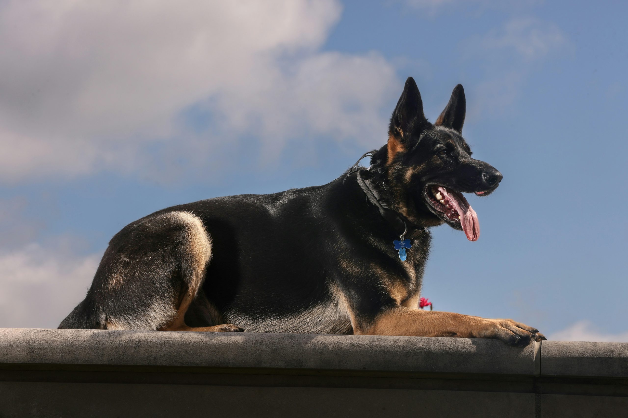 The Right Way to Teach Your Pet Basic Commands