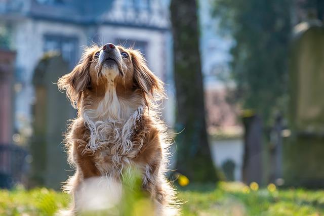 Understanding Your Dogs Attention Span