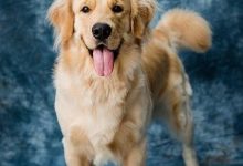 How to fix a dog’s territorial barking problem