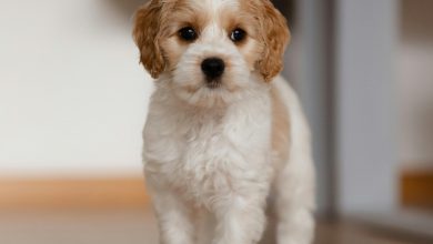 How to Help a Shy Dog Become More Social