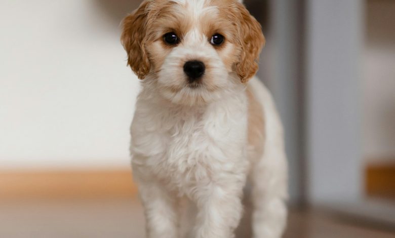 How to Help a Shy Dog Become More Social