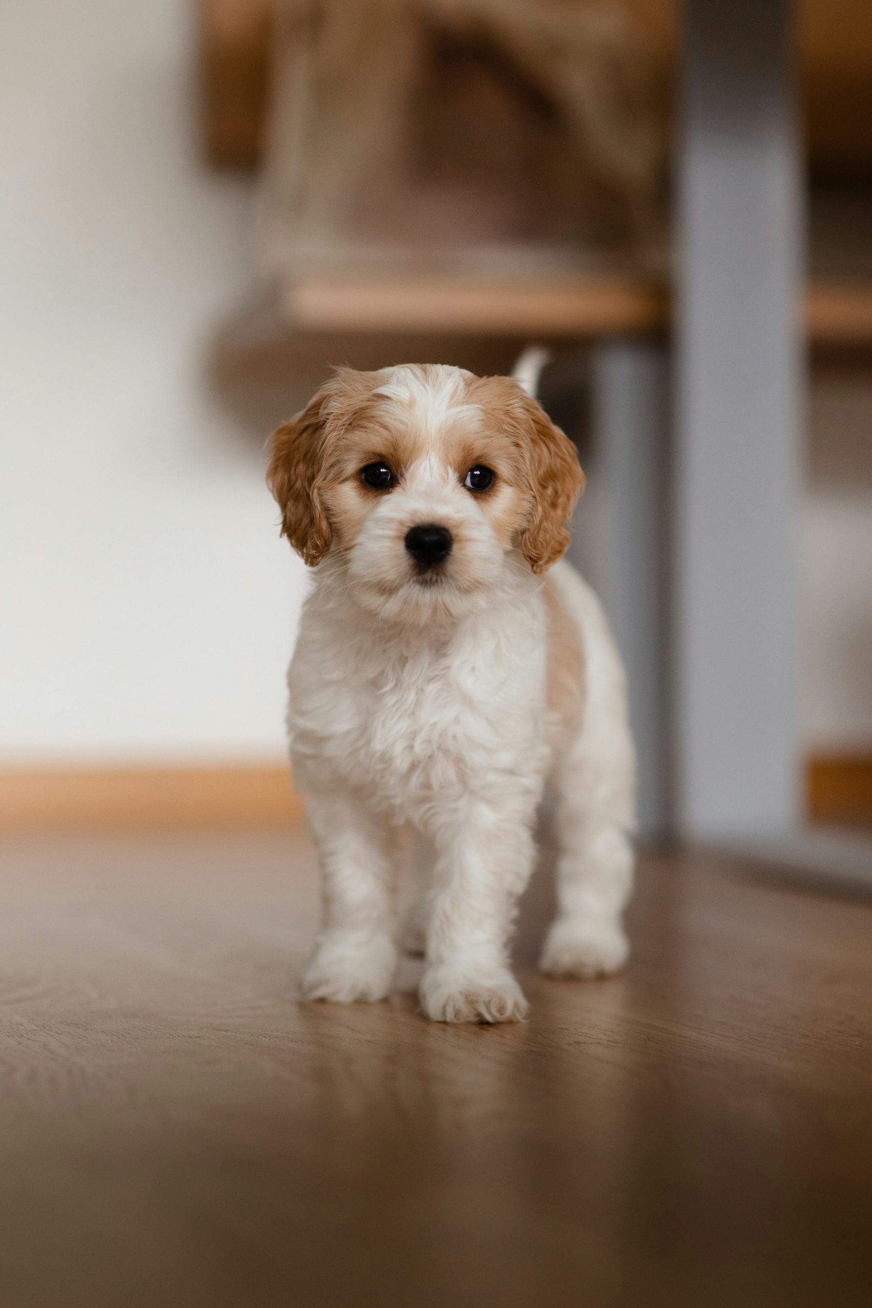 How to Help a Shy Dog Become More Social