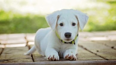 Puppy training strategies for busy pet owners