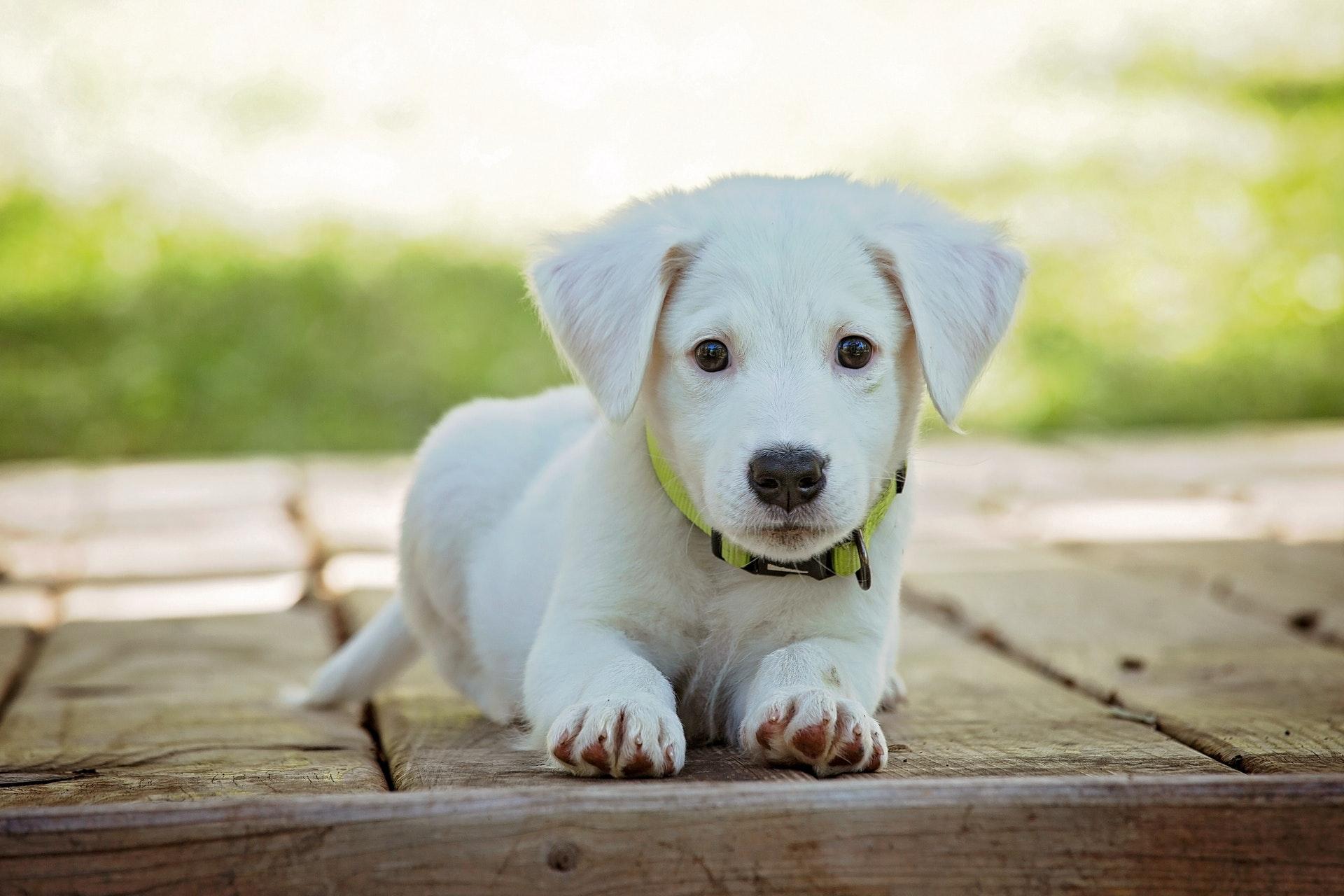 Puppy training strategies for busy pet owners