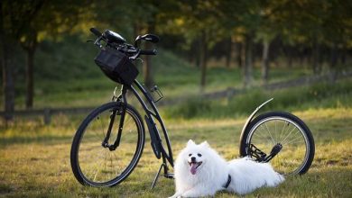 How to Train a Dog to Stay Calm During Fireworks