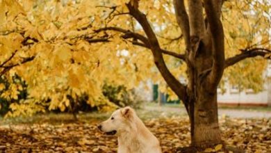 How to Stop a Dog from Lunging at Other Dogs on Walks