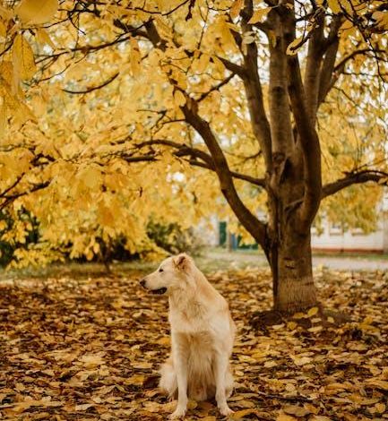 How to Stop a Dog from Lunging at Other Dogs on Walks