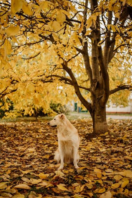 How to Stop a Dog from Lunging at Other Dogs on Walks