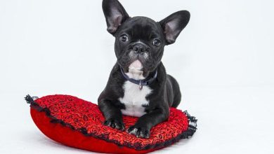 How to calm a dog that barks at every person who passes by