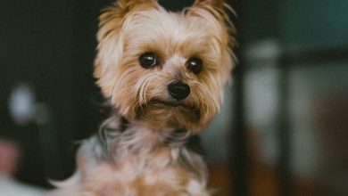 Are Small Dogs More Difficult to Socialize in Public Spaces