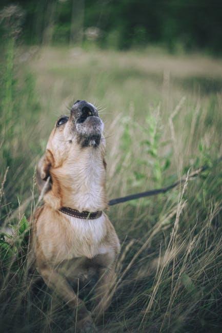 Implementing Positive Reinforcement Techniques