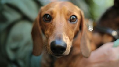 Do Pets Have the Ability to Experience Envy