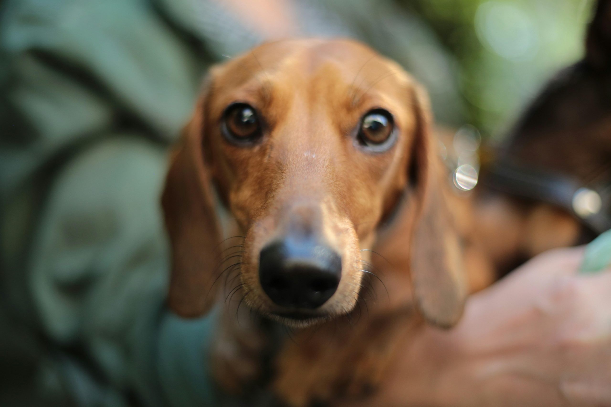 Do Pets Have the Ability to Experience Envy
