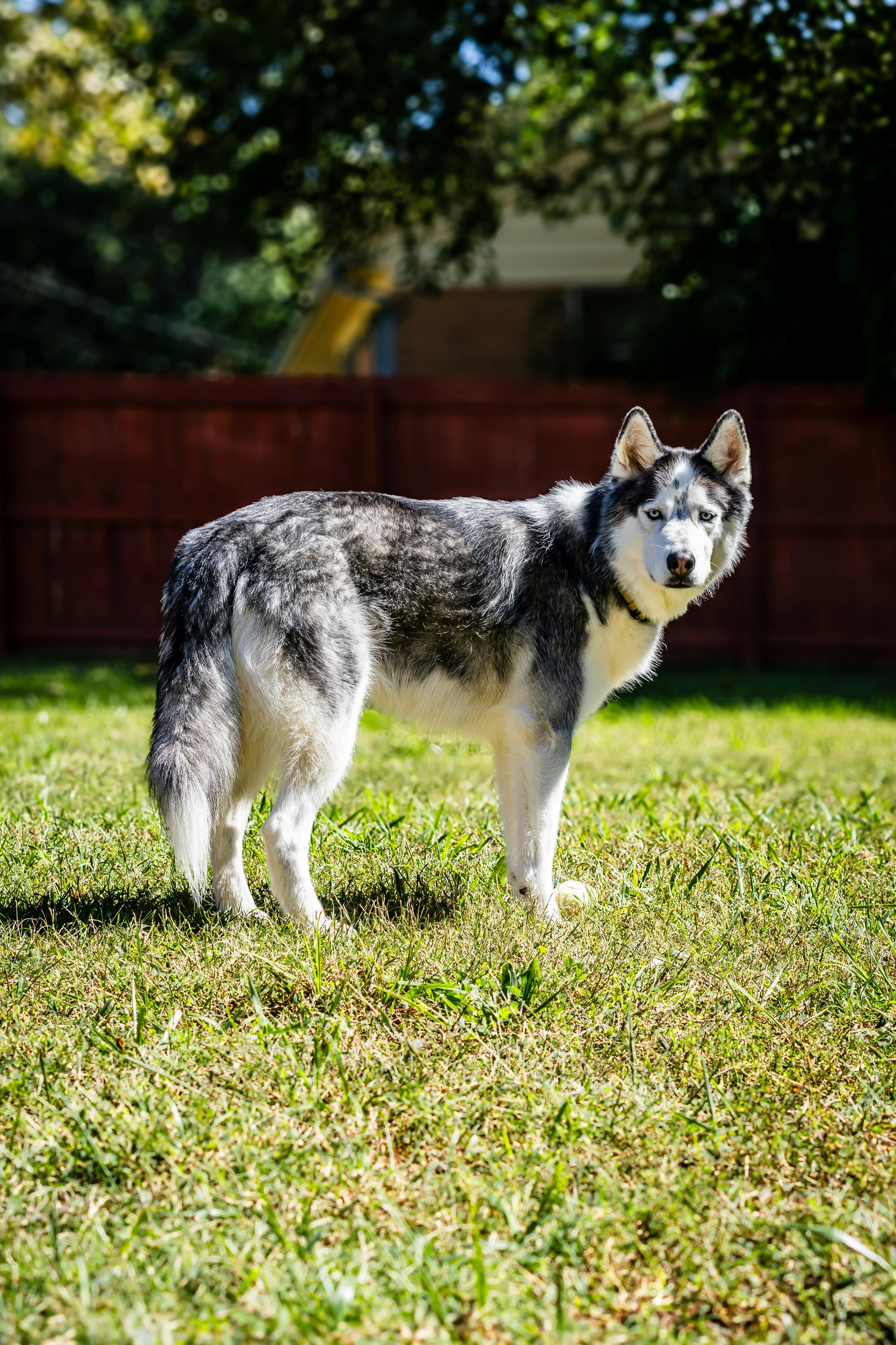 Choosing Treats That Capture Your Dogs Attention