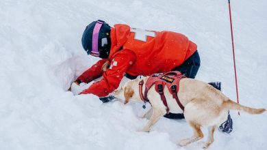 How to train a rescue dog using positive reinforcement methods