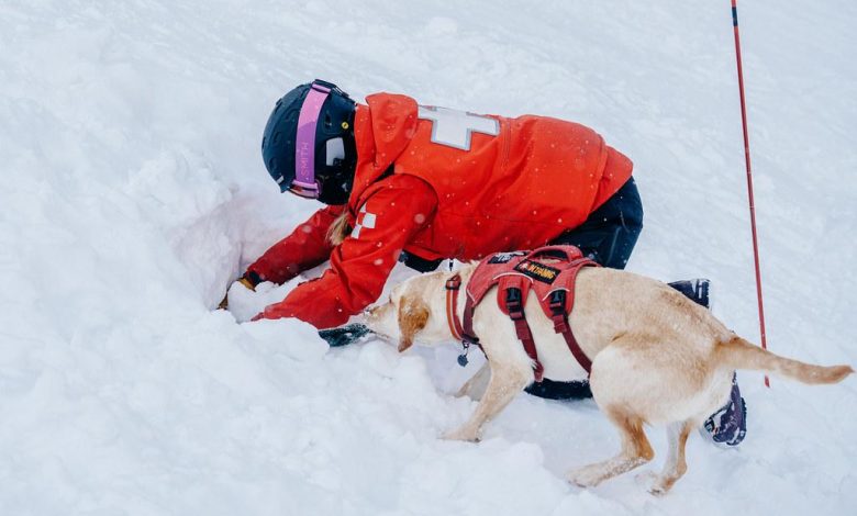 How to train a rescue dog using positive reinforcement methods