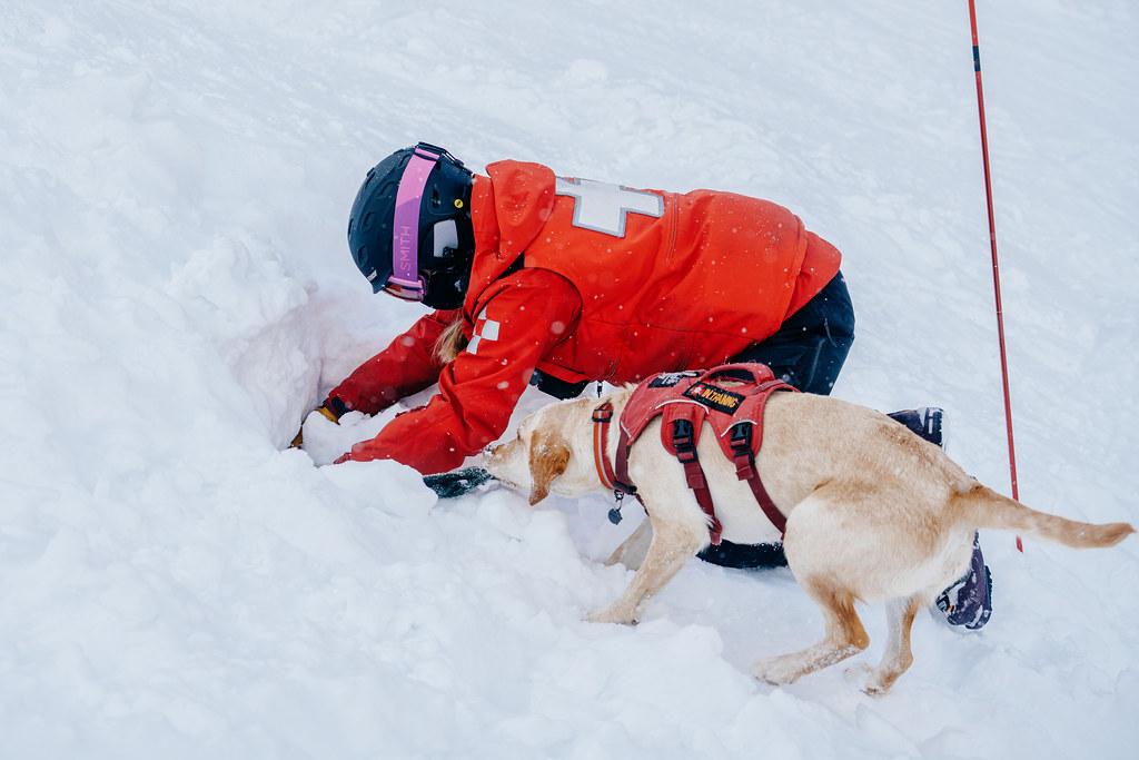 How to train a rescue dog using positive reinforcement methods