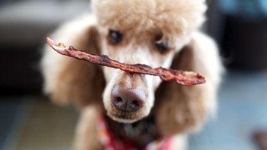 The Power of Treats and Toys in Reward-Based Dog Training