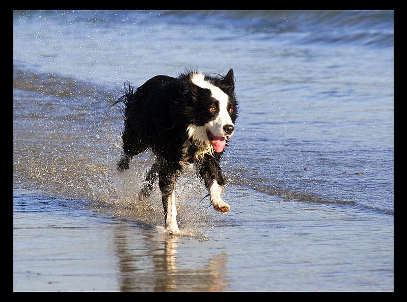 Effective Training Techniques for Reducing Leash Pulling