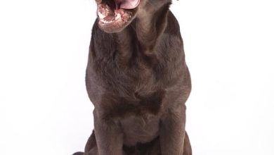 Solving food aggression in dogs through behavior modification