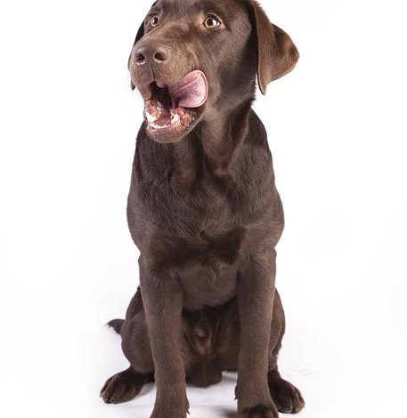 Solving food aggression in dogs through behavior modification