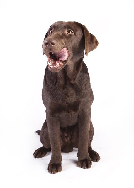 Solving food aggression in dogs through behavior modification