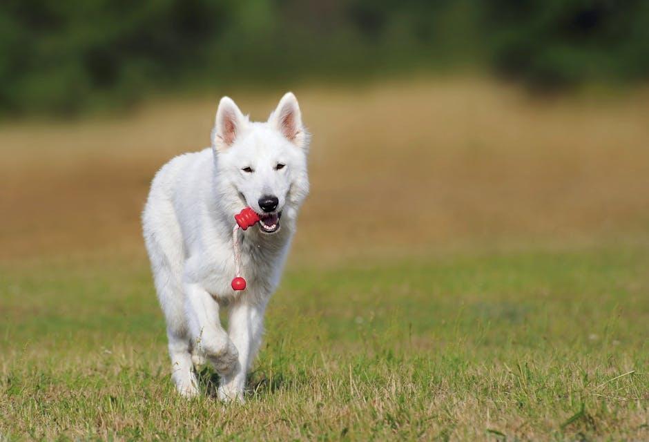 The Role of Consistency and Patience in Dog Training