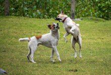 Solutions for stopping dogs from jumping on furniture