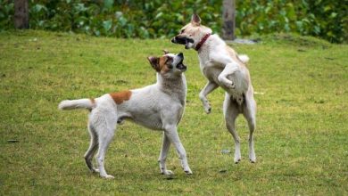 Solutions for stopping dogs from jumping on furniture