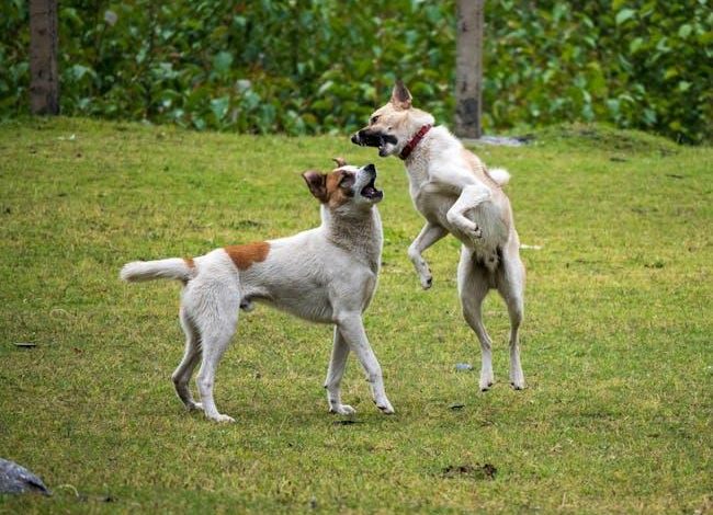 Solutions for stopping dogs from jumping on furniture