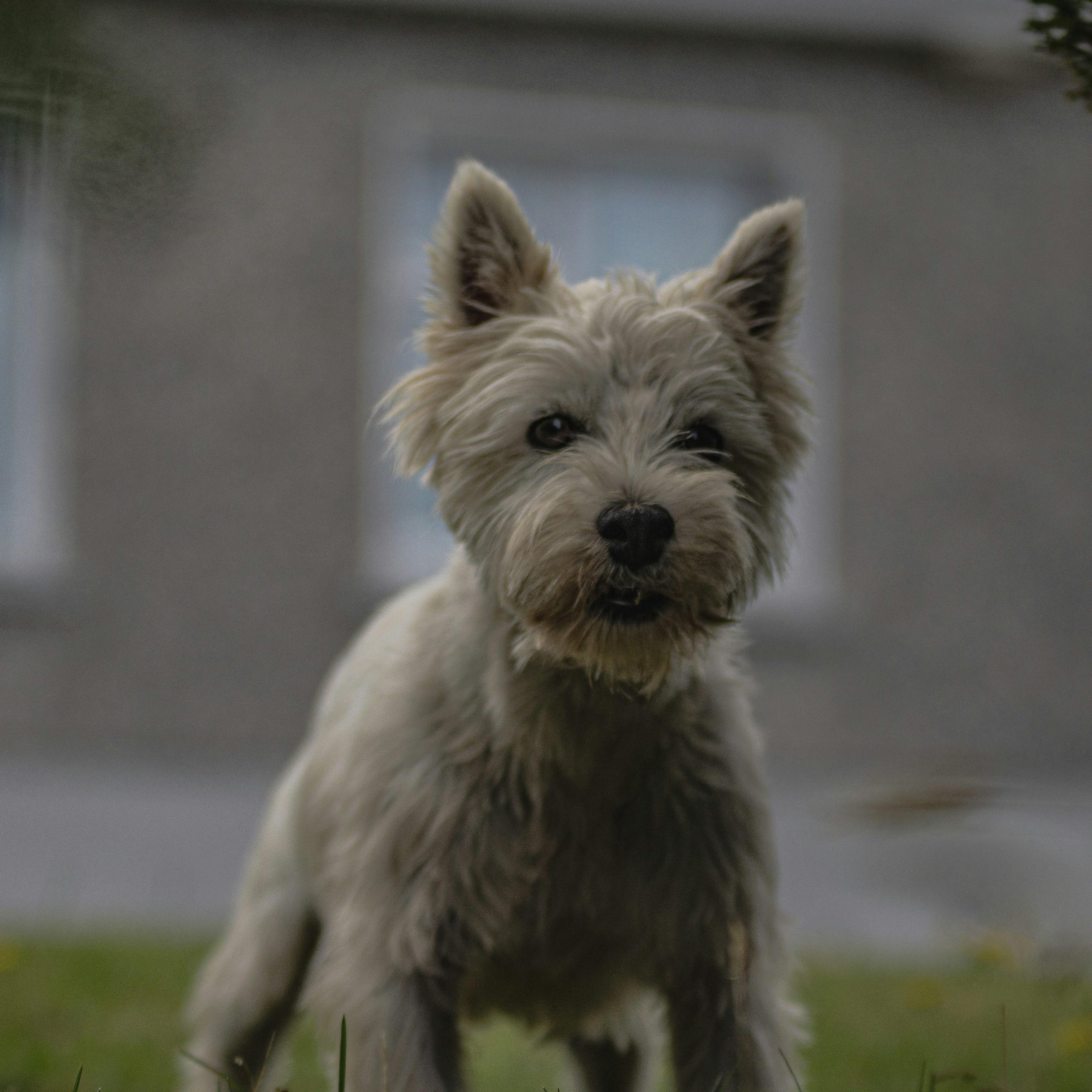 Easy Steps to Stop a Dog From Growling at Family Members