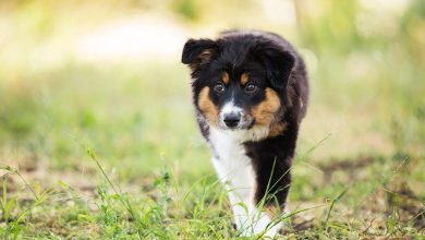 What Drives a Pet’s Herding Instincts
