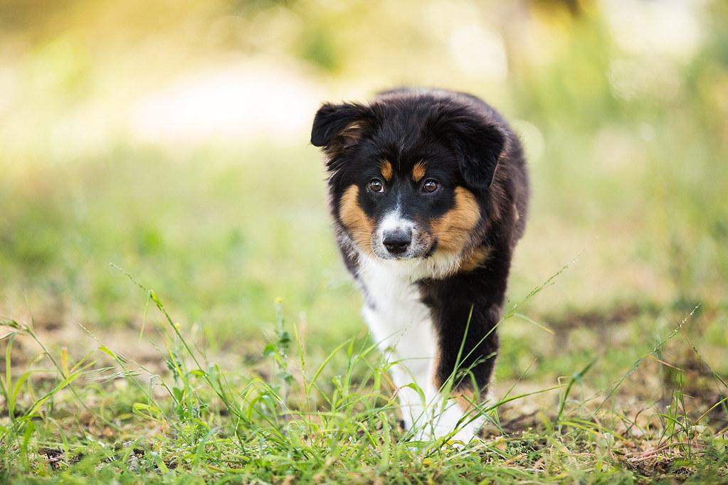 What Drives a Pet’s Herding Instincts