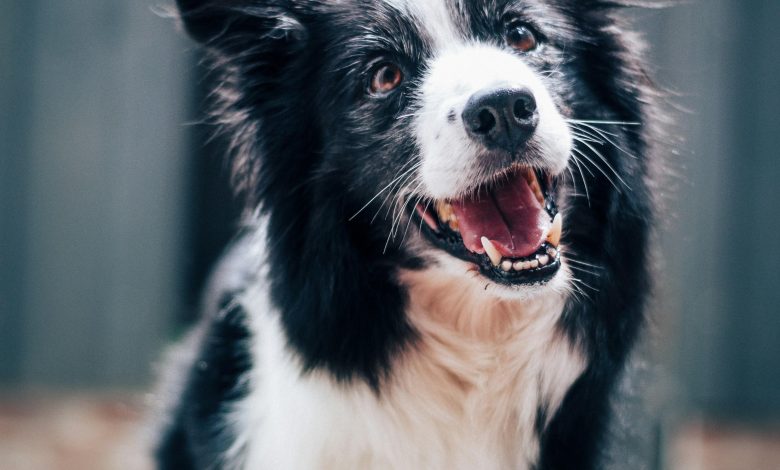 Using Positive Reinforcement to Help Train Multiple Dogs